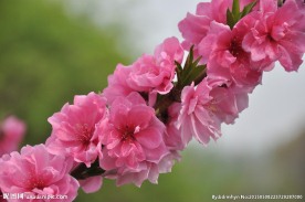 满枝桃花