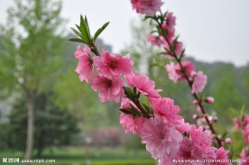 两支桃花
