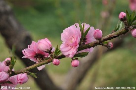 花枝俏