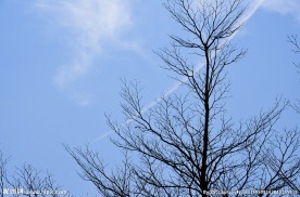 蓝色天空下的树
