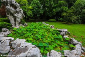 荷花池公园