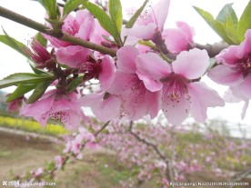粉色桃花