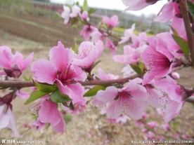 粉色桃花