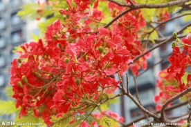 凤凰花