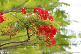 凤凰花