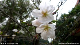 白色樱花特写图片