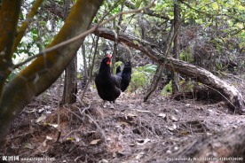 黑羽乌骨鸡