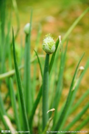 葱花