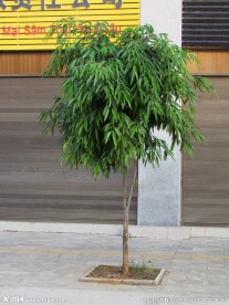 小树