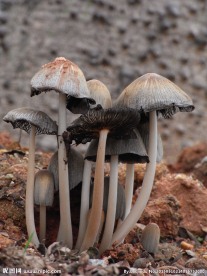 蘑菇