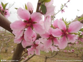 粉色桃花