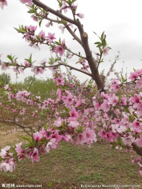 粉色桃花