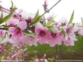 粉色桃花