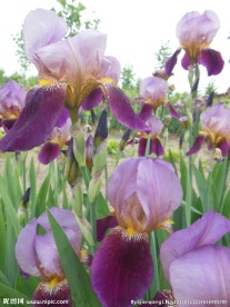 鸢尾花