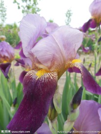鸢尾花