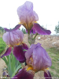 鸢尾花