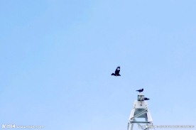 空中鸟巢