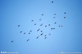 蓝天飞鸽阵阵吆喝