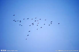 蓝天飞鸟群雄逐鹿