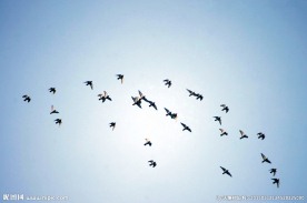 蓝天飞鸟群雄逐鹿