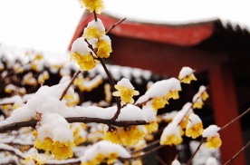 傲梅