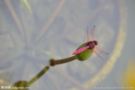 蜻蜓