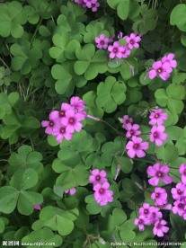 红花酢浆草