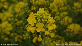 油菜花