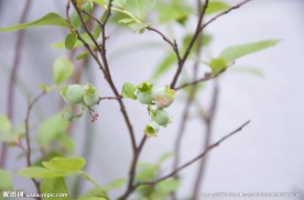 蓝莓