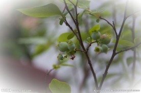 蓝莓