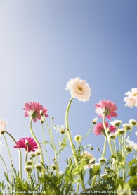 花丛