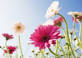花丛