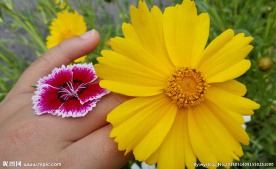手戴菊花