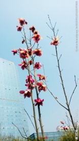 玉兰花 粉色