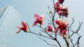 玉兰花 粉色