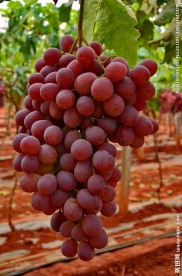 葡萄