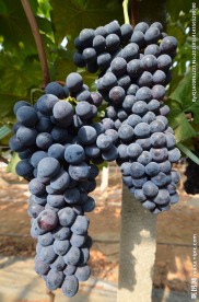 葡萄
