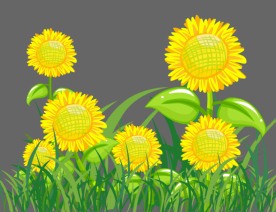 向日葵花flash植物动画