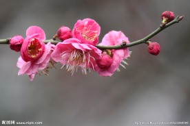 红梅