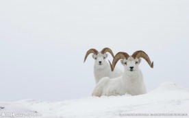 雪原羊