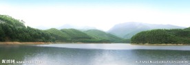 桉树