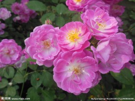 粉色蔷薇花