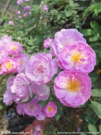 粉色蔷薇花