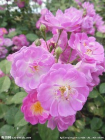 粉色蔷薇花
