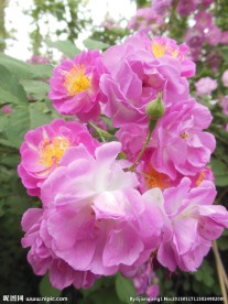 粉色蔷薇花