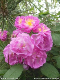 粉色蔷薇花