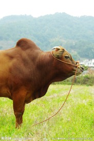 田园风光 黄牛牧草