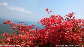 杜鹃花