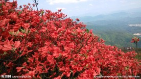 杜鹃花