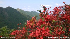 杜鹃花